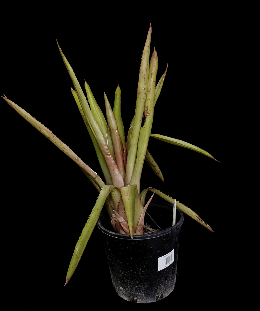 Aechmea ares 