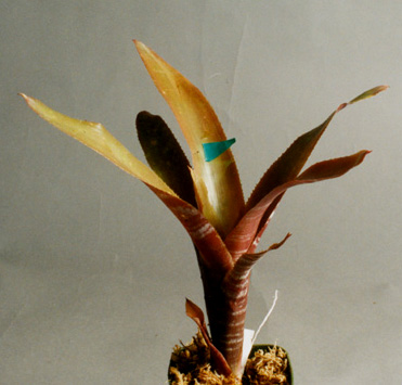Aechmea distichantha var distichantha