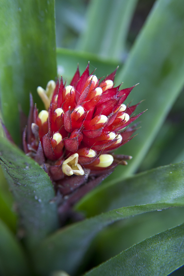 Aechmea Flaming Star, Photograph Godman