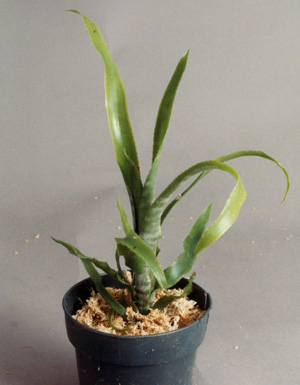 Aechmea Nudicaulis cuspidata