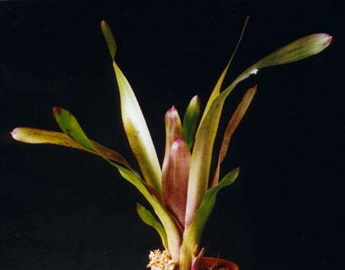 Neoregelia tigrina x concentrica
