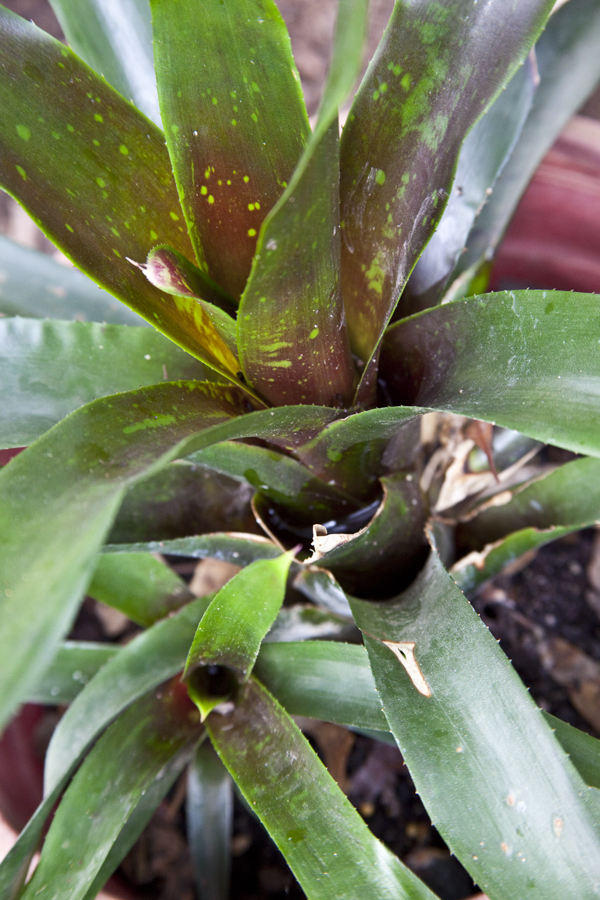 Neoregelia unidentified No 7