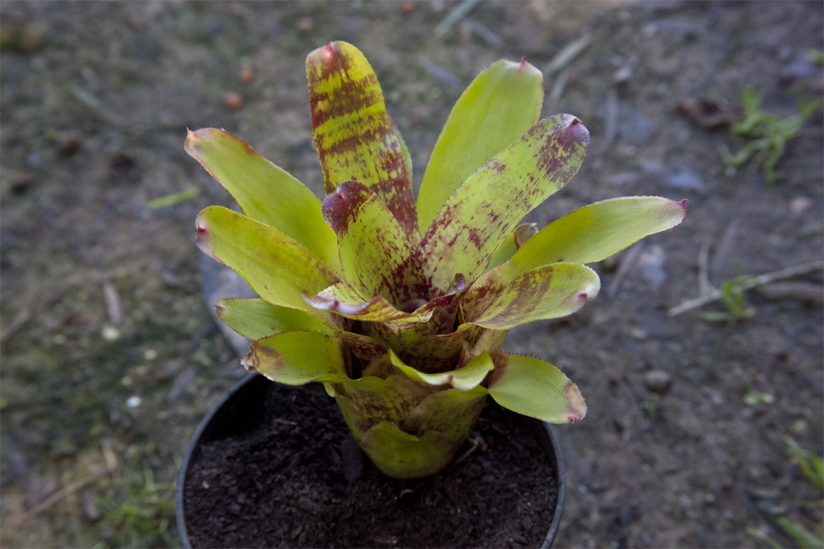 Neoregelia Rise and Shine