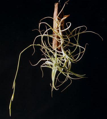 Tillandsia Caerulea