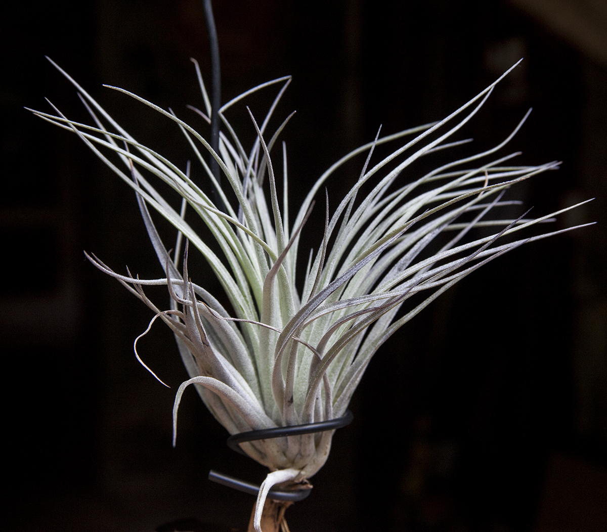 Tillandsia meridionalis
