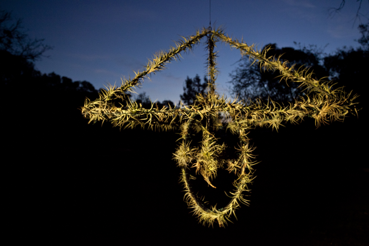 Atmocycle, 1600 x1600, recycled bicycle wheel, steel, Tillandsia plants - Lloyd Godman 2012
