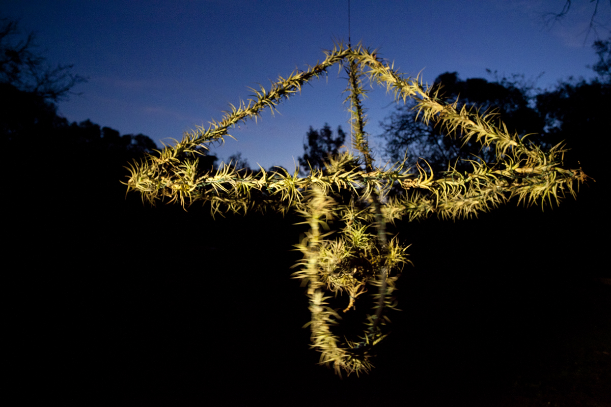 Atmocycle, 1600 x1600, recycled bicycle wheel, steel, Tillandsia plants - Lloyd Godman 2012